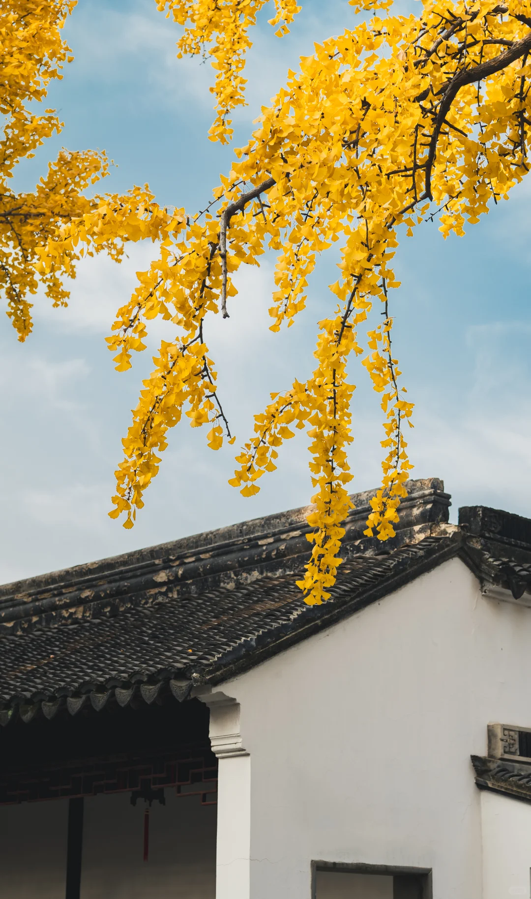 12.1 实况 再不来苏州赏银杏，就不用来了