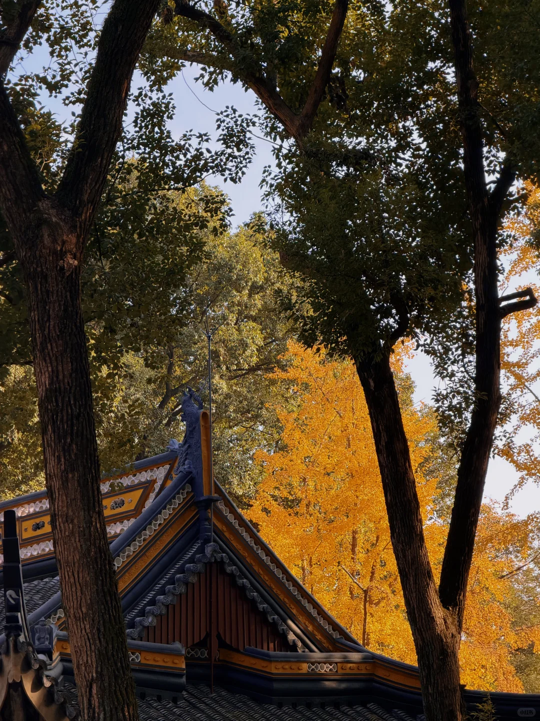 苏州|顶级秋色在虎丘