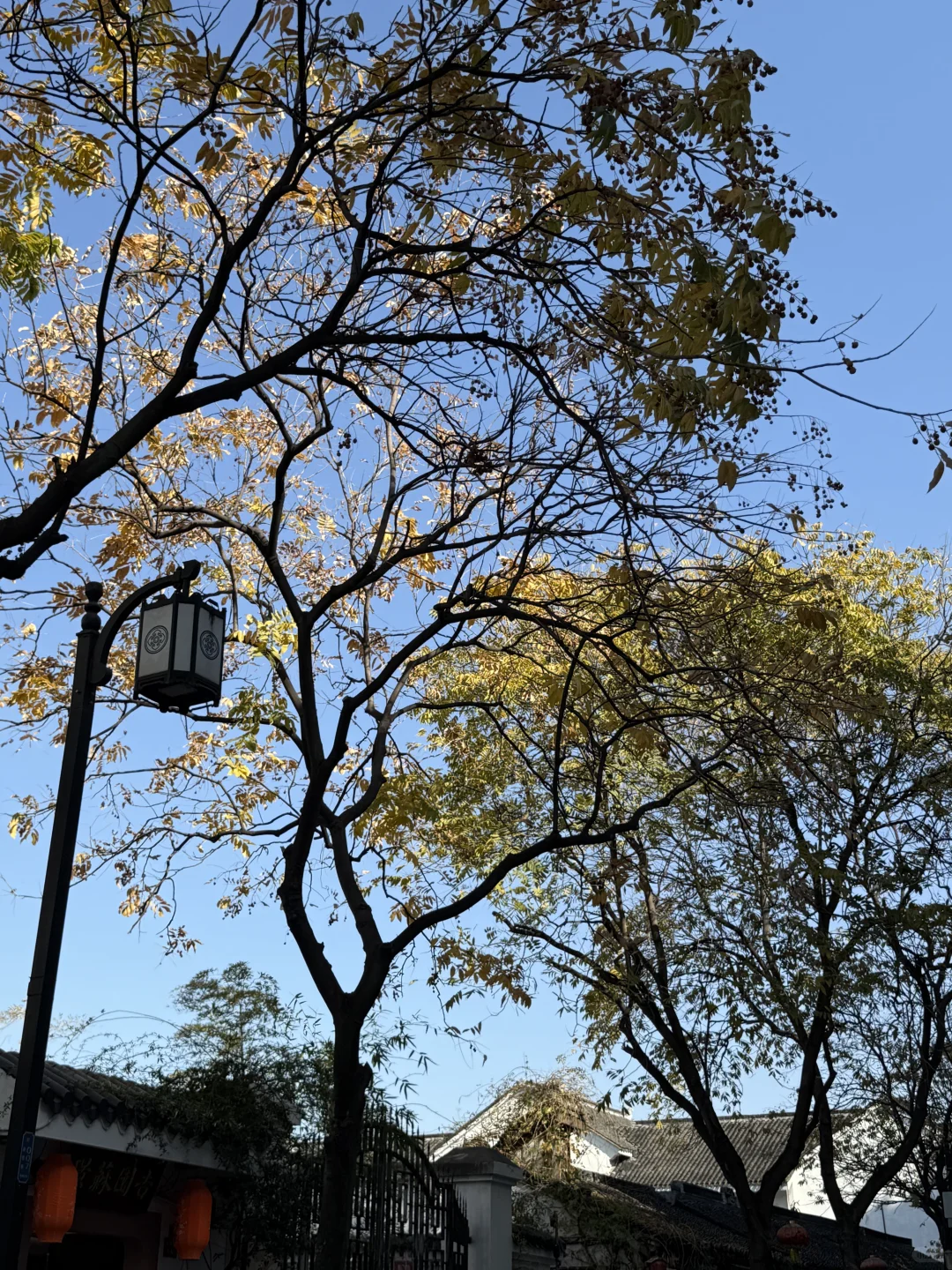 感受苏州的冬❄️