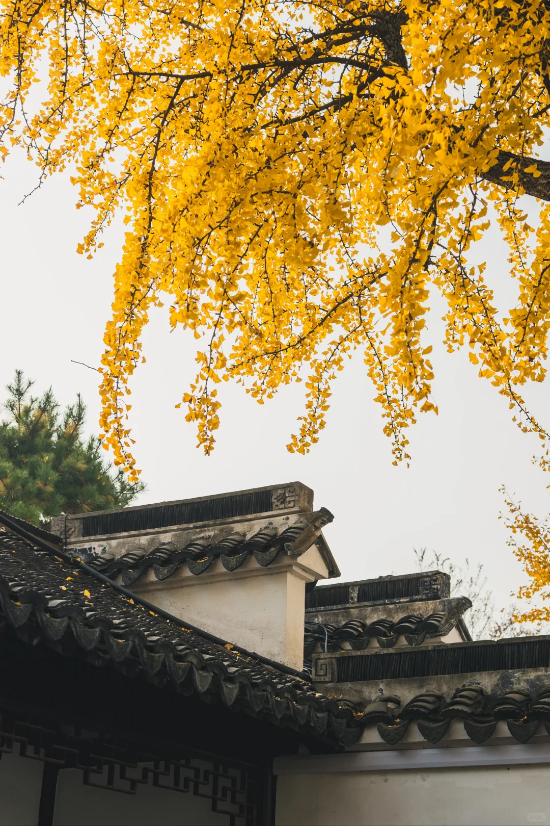 12.1 实况 再不来苏州赏银杏，就不用来了