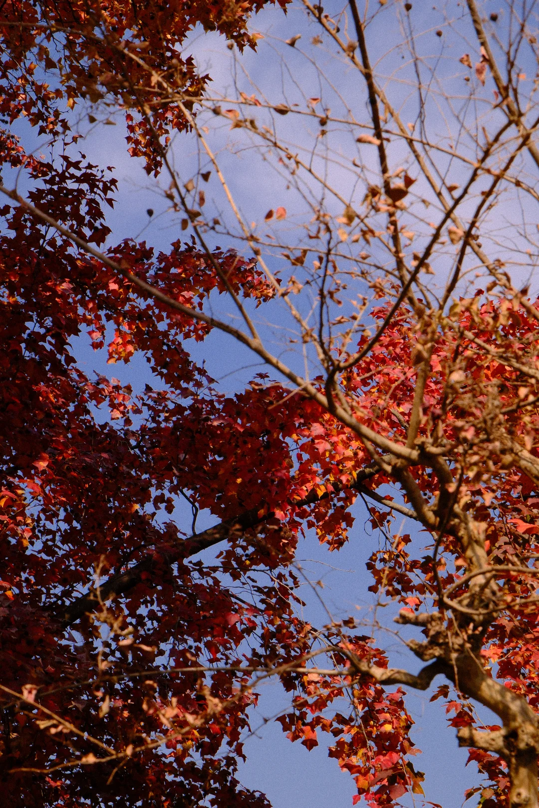 永远会被姑蘇的秋天惊艳！