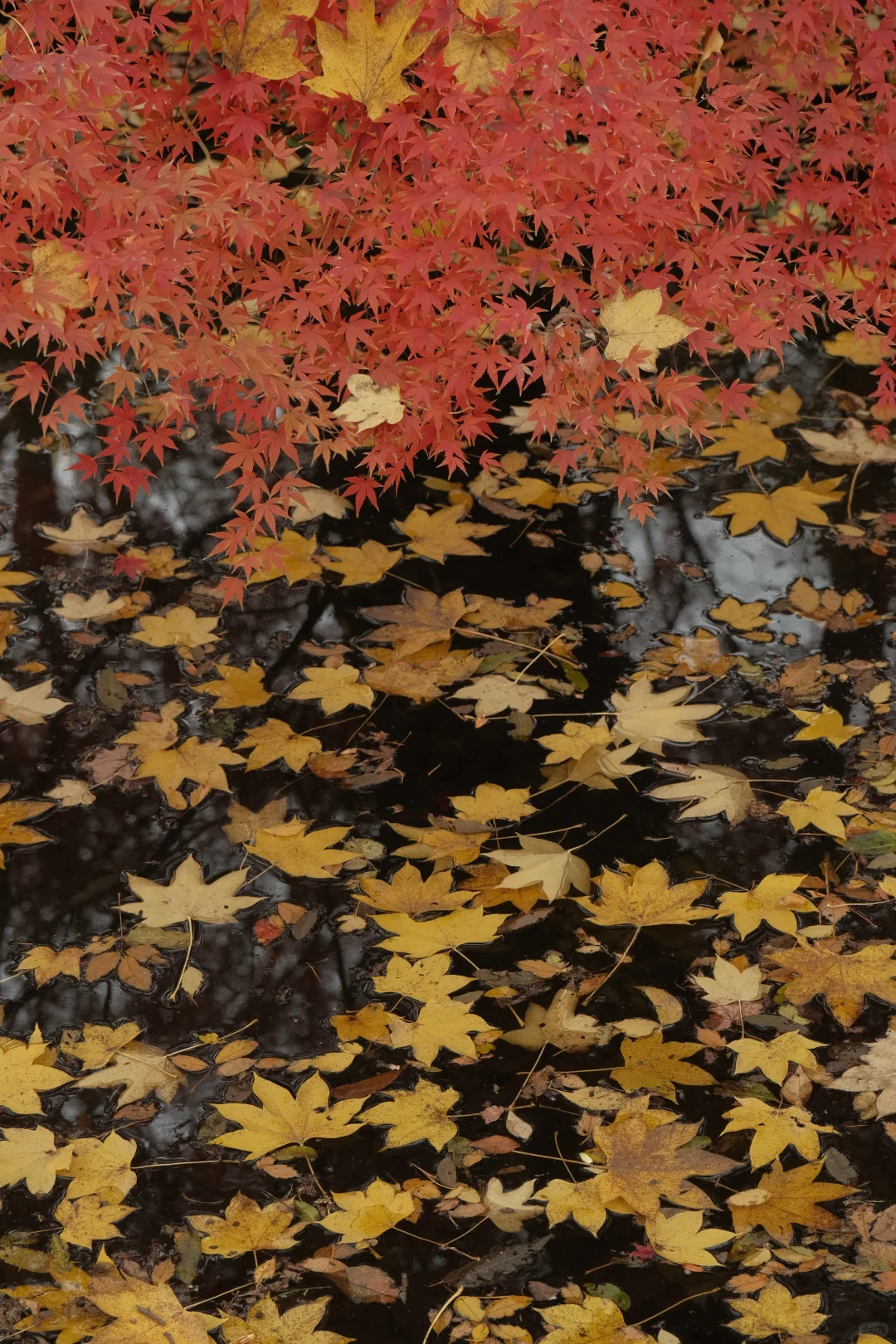 在南京看到了漂亮的红色枫叶🍁