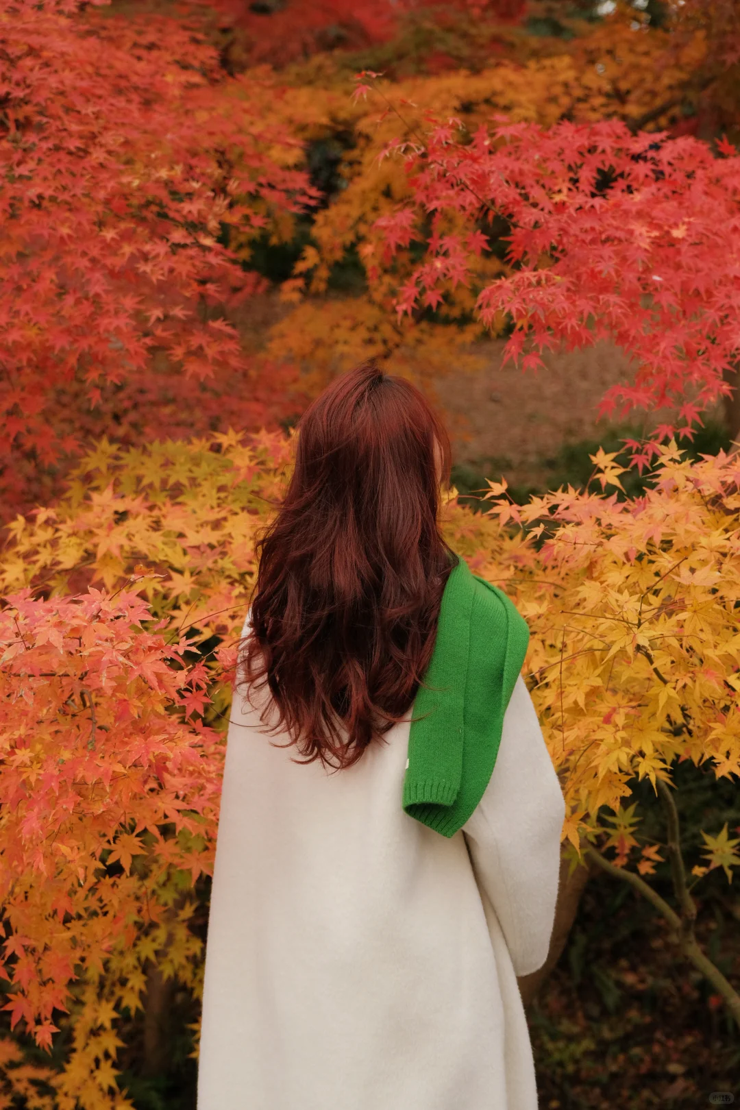 在南京看到了漂亮的红色枫叶🍁