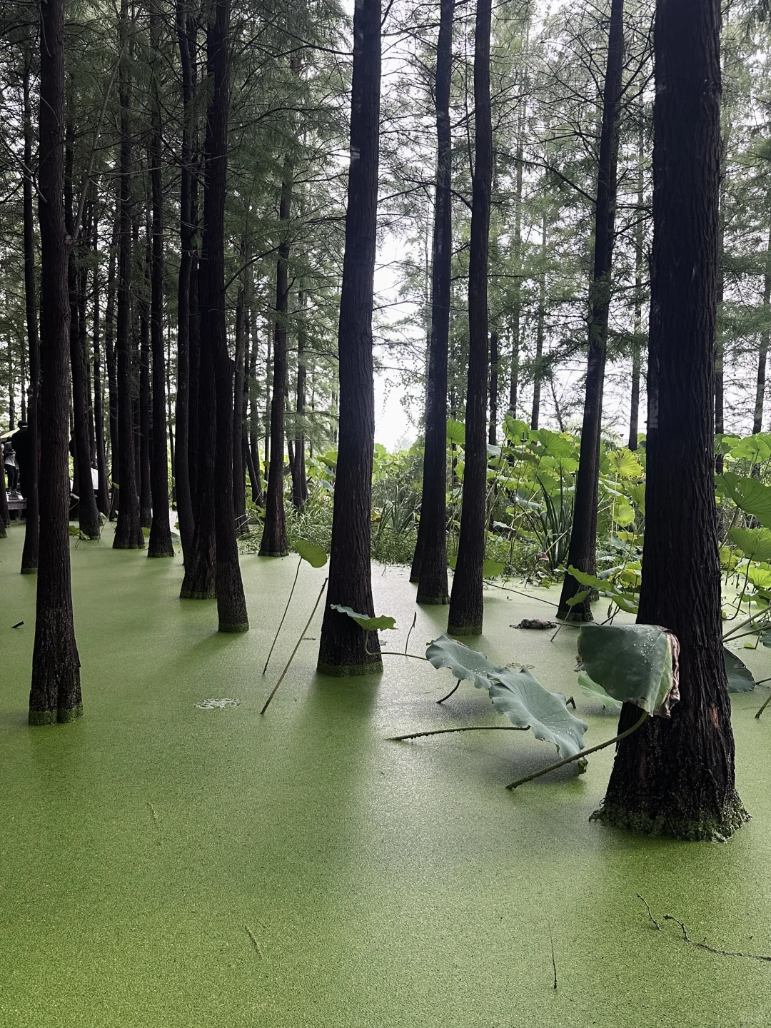 去徐州怎么玩（3天2夜躺平版）
