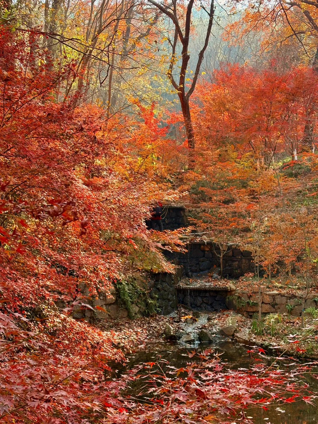 南京赏秋现状，12月想去的姐妹尽早改行程！！！