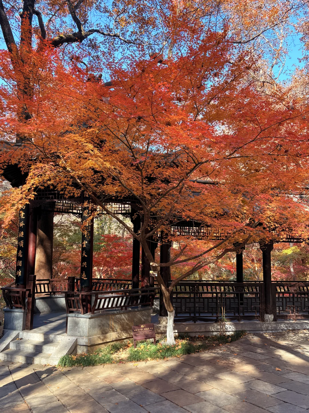 南京赏秋现状，12月想去的姐妹尽早改行程！！！