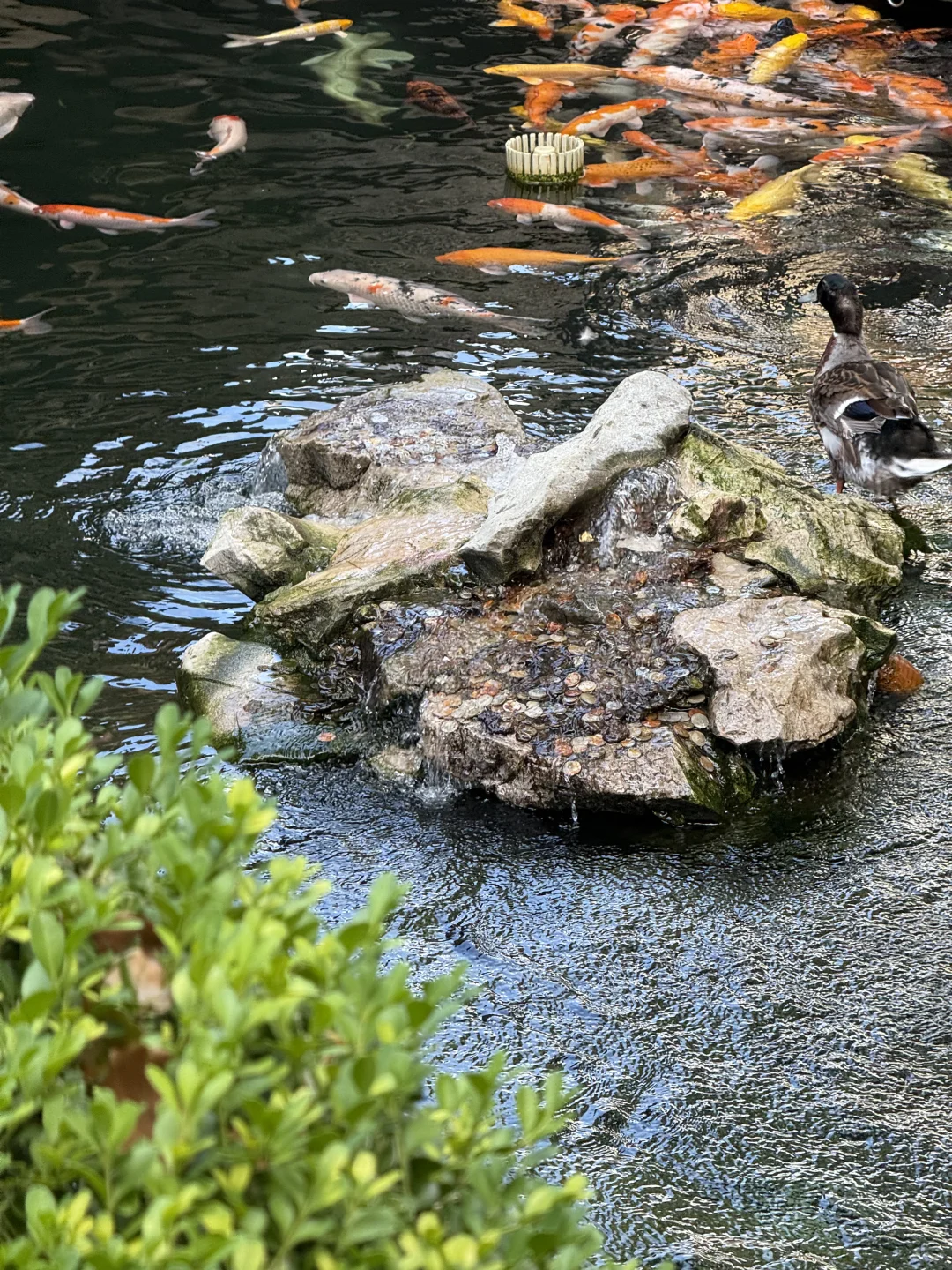 苏州｜📍姑苏城外寒山寺🎐雨后live图直出