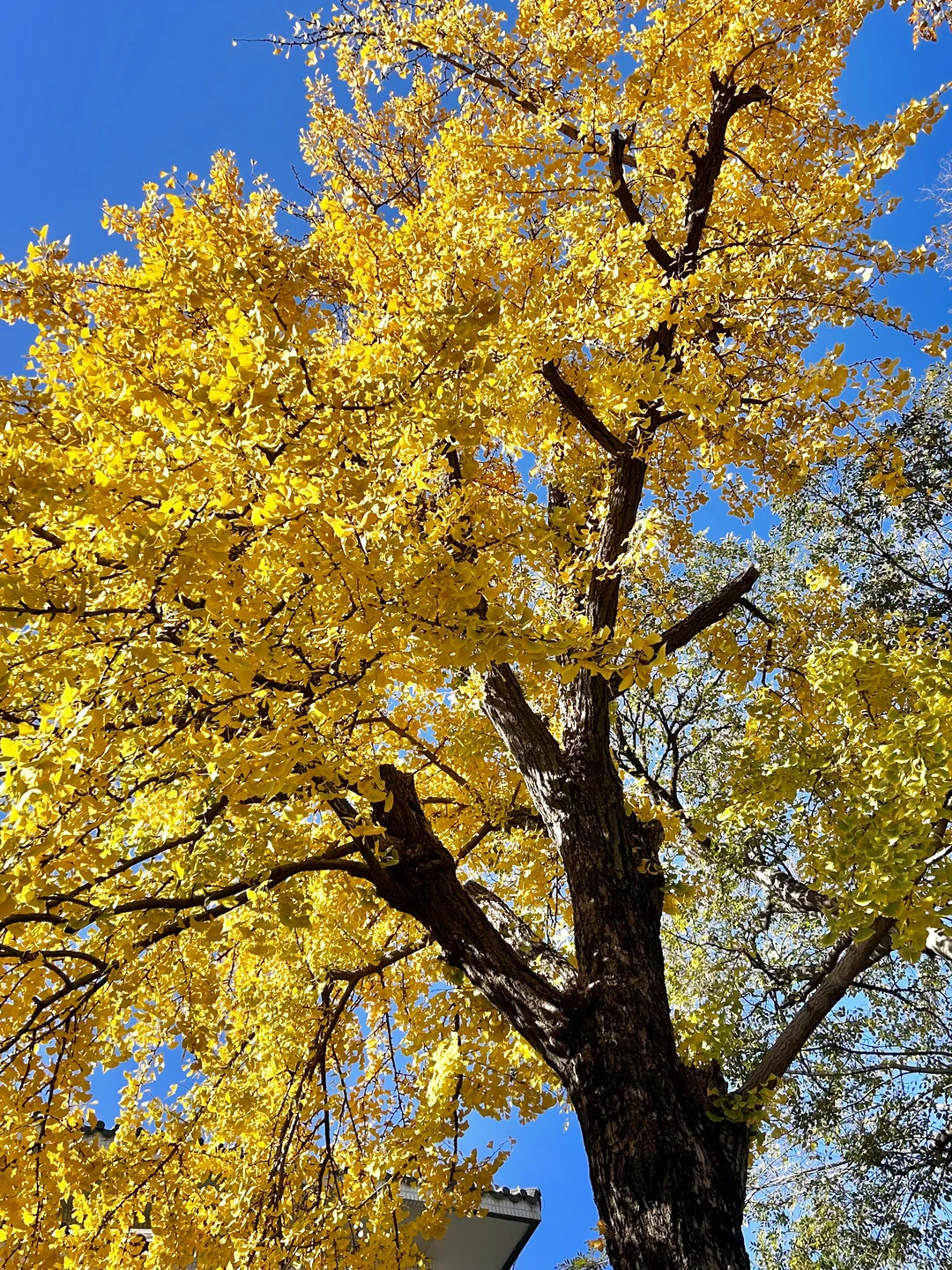 秋日园林看苏州-留园实拍