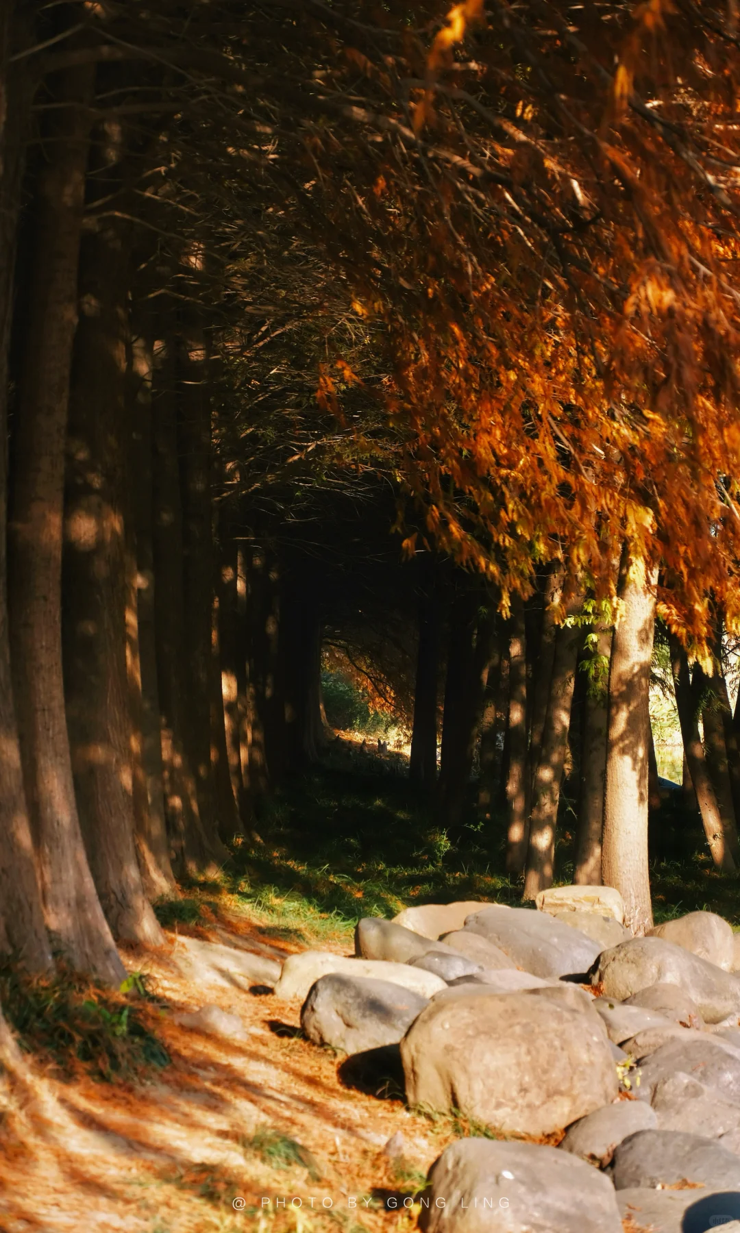 苏州秋色已落幕⁉️那是你还没去这片水杉林‼️