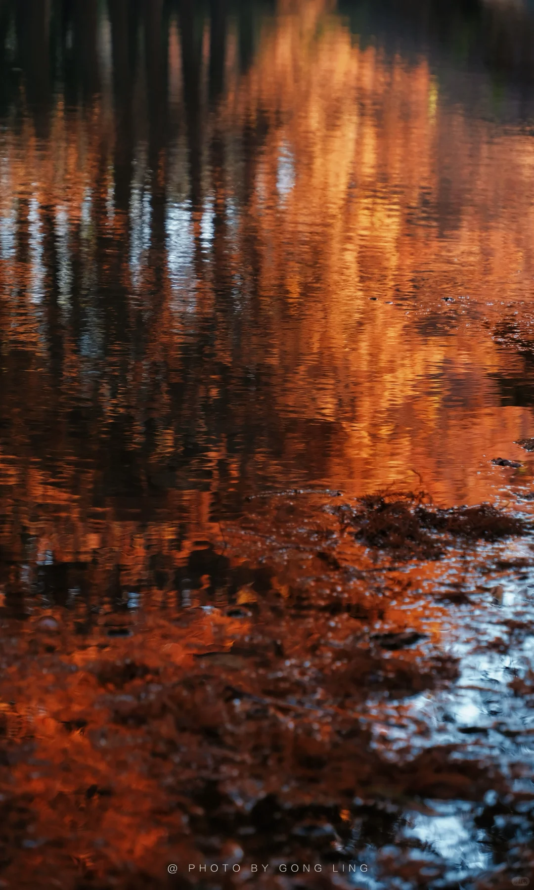 苏州秋色已落幕⁉️那是你还没去这片水杉林‼️