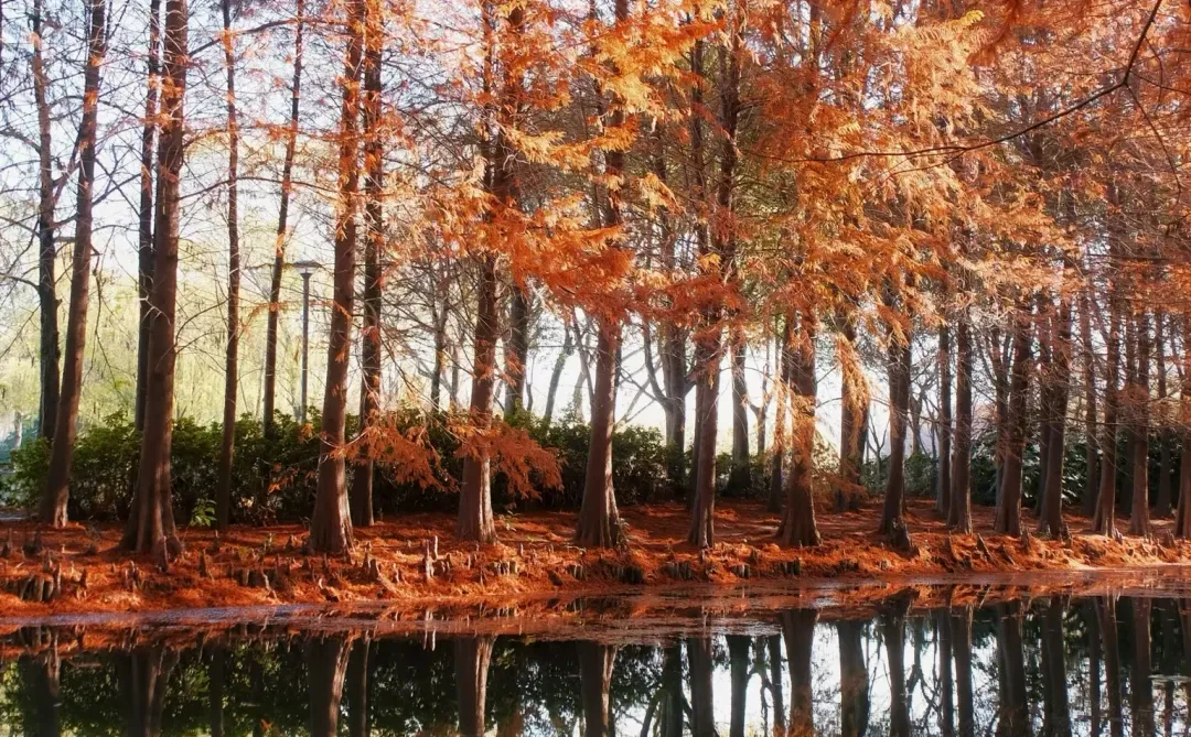 苏州秋色已落幕⁉️那是你还没去这片水杉林‼️
