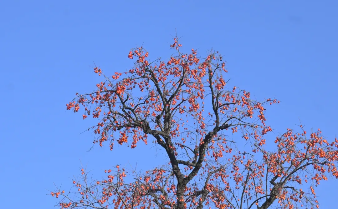 你这周来苏州拍什么(12.15-12.21日)