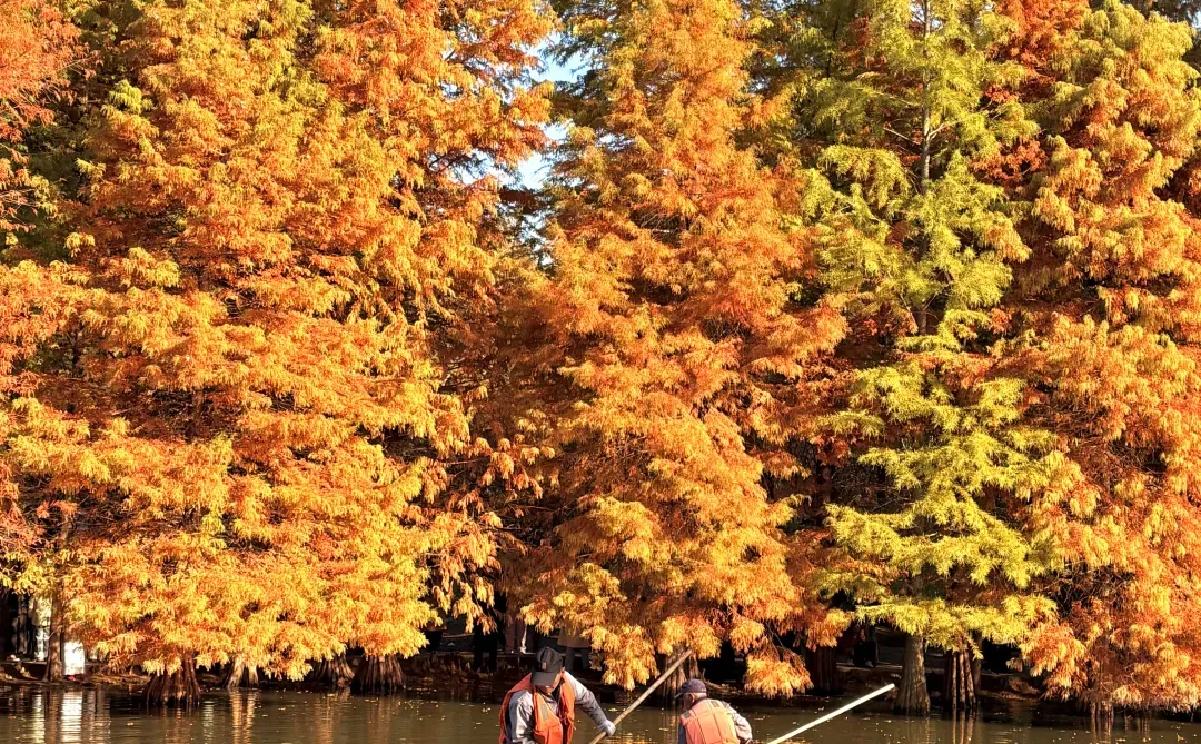 南京赏秋现状，12月想去的姐妹尽早改行程！！！