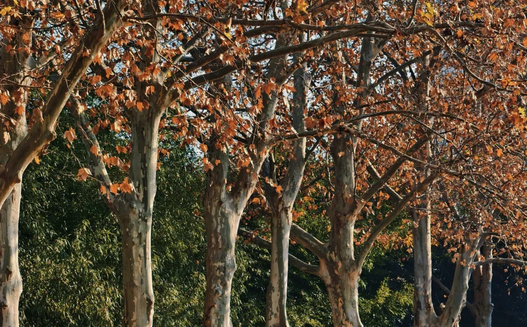 徐州老派公园的代表—云龙公园