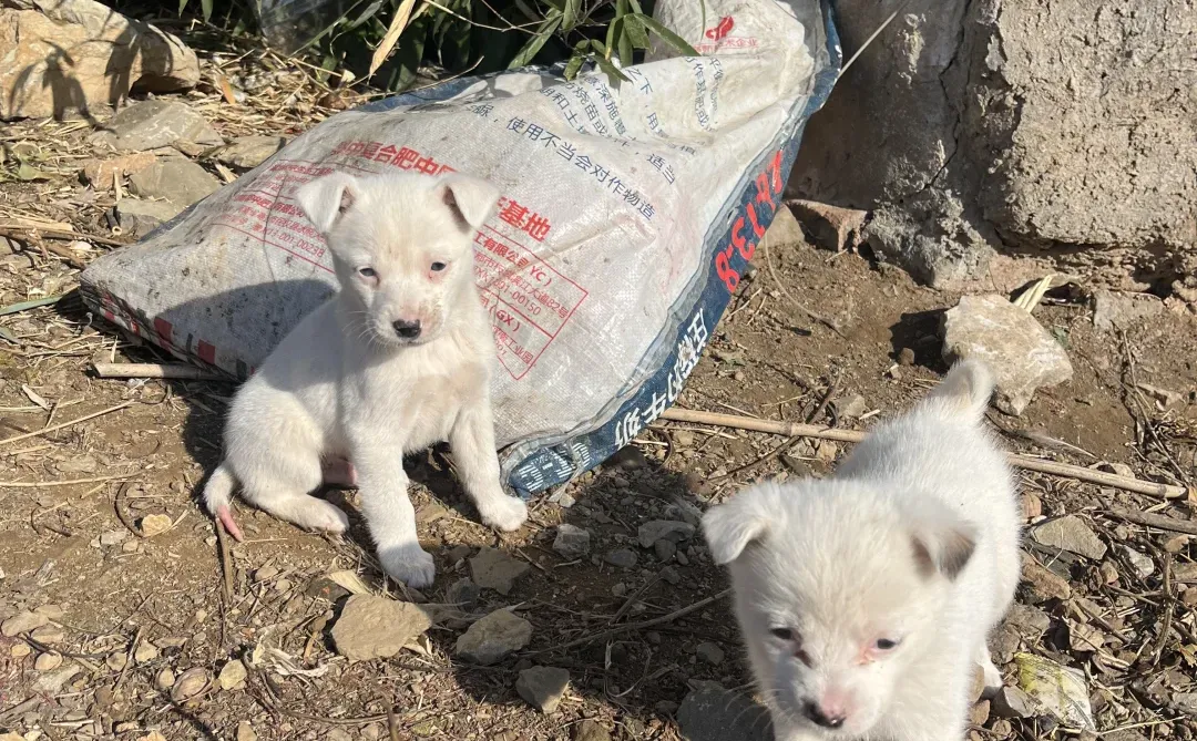 不在川藏，在徐州