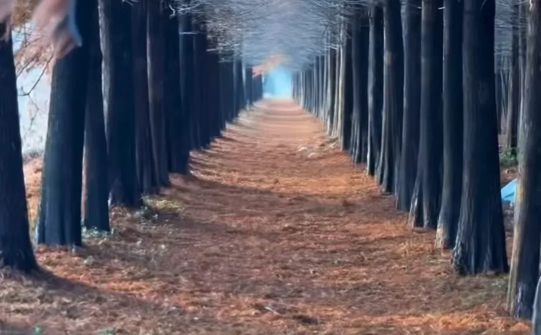 徐州私藏❗❗美到失语的水杉秘境谁懂啊～