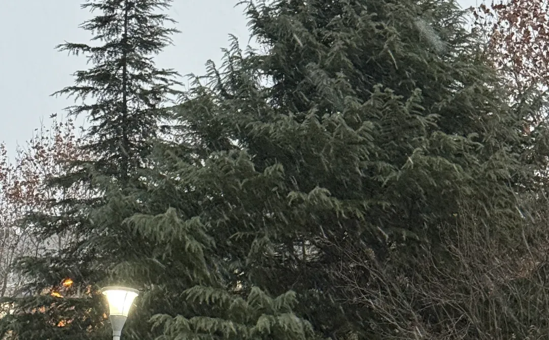 居然看见徐州下雪了❄️