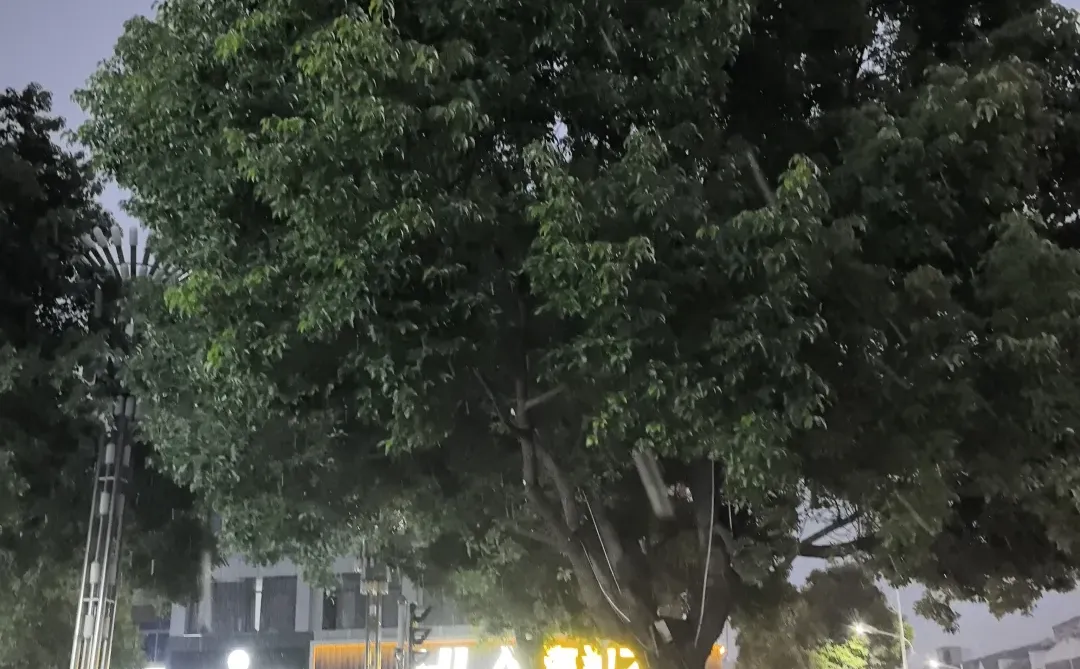 ❄️徐州的雪终于来了！❄️