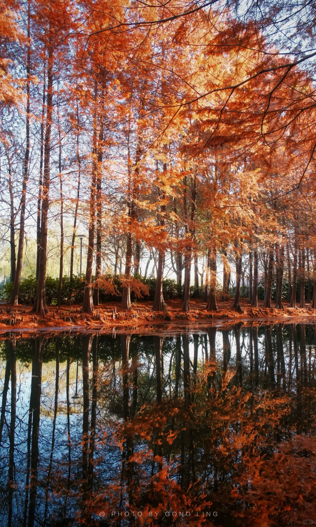 苏州秋色已落幕⁉️那是你还没去这片水杉林‼️