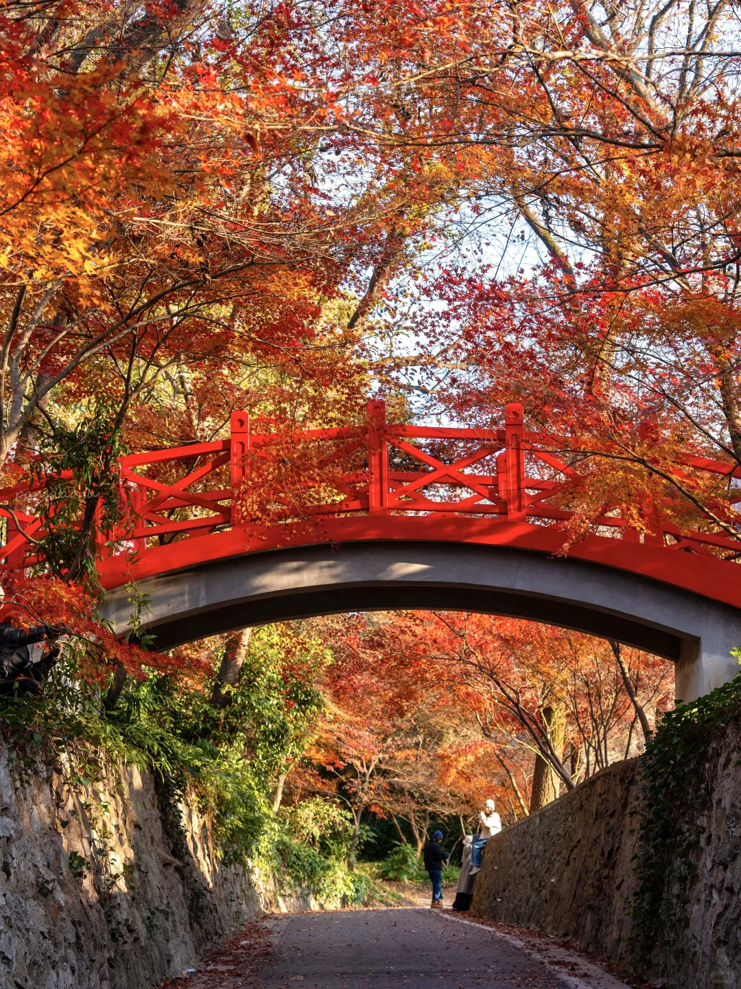 南京赏秋现状，12月想去的姐妹尽早改行程！！！