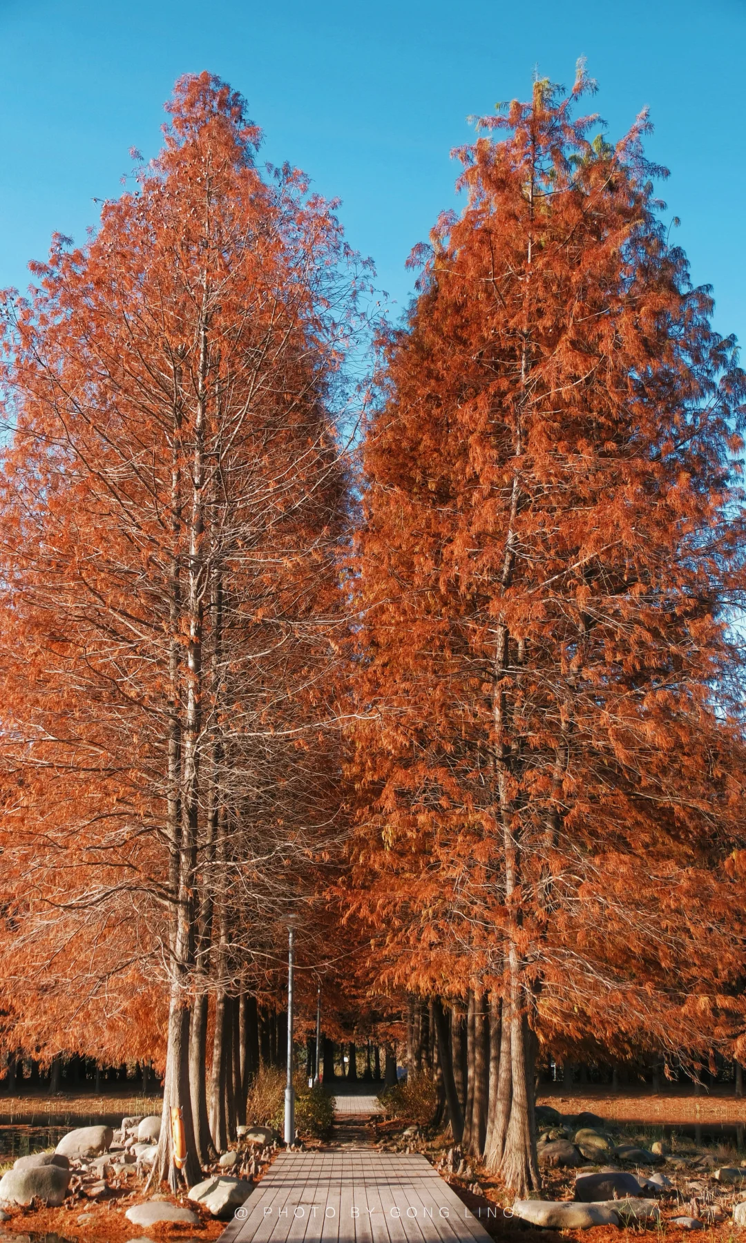 苏州秋色已落幕⁉️那是你还没去这片水杉林‼️