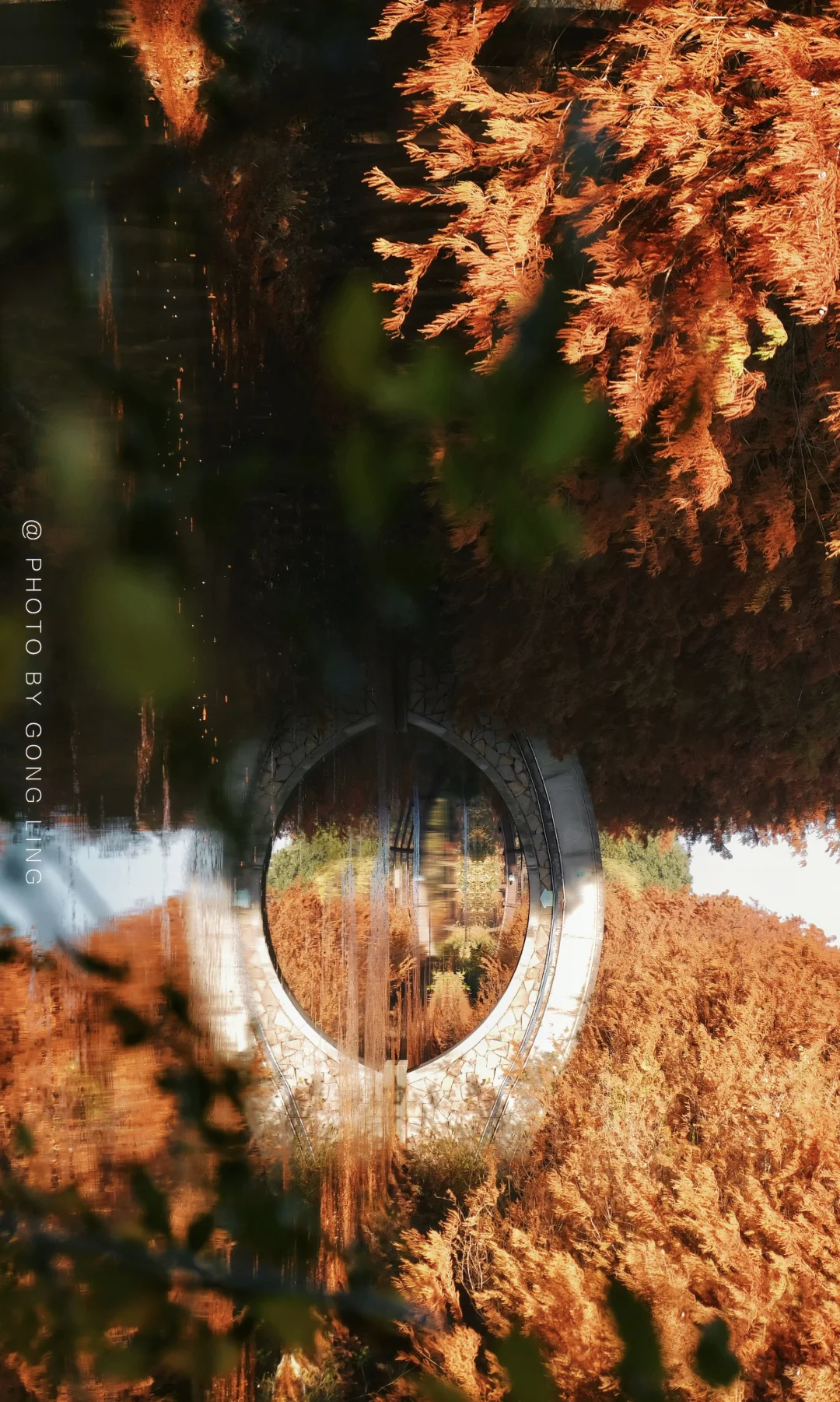 苏州秋色已落幕⁉️那是你还没去这片水杉林‼️