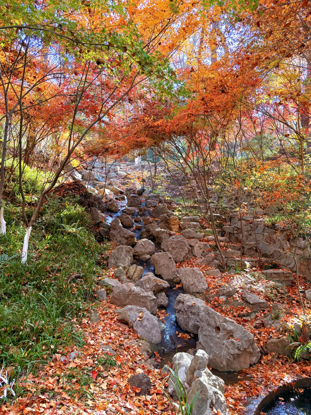 南京赏秋现状，12月想去的姐妹尽早改行程！！！