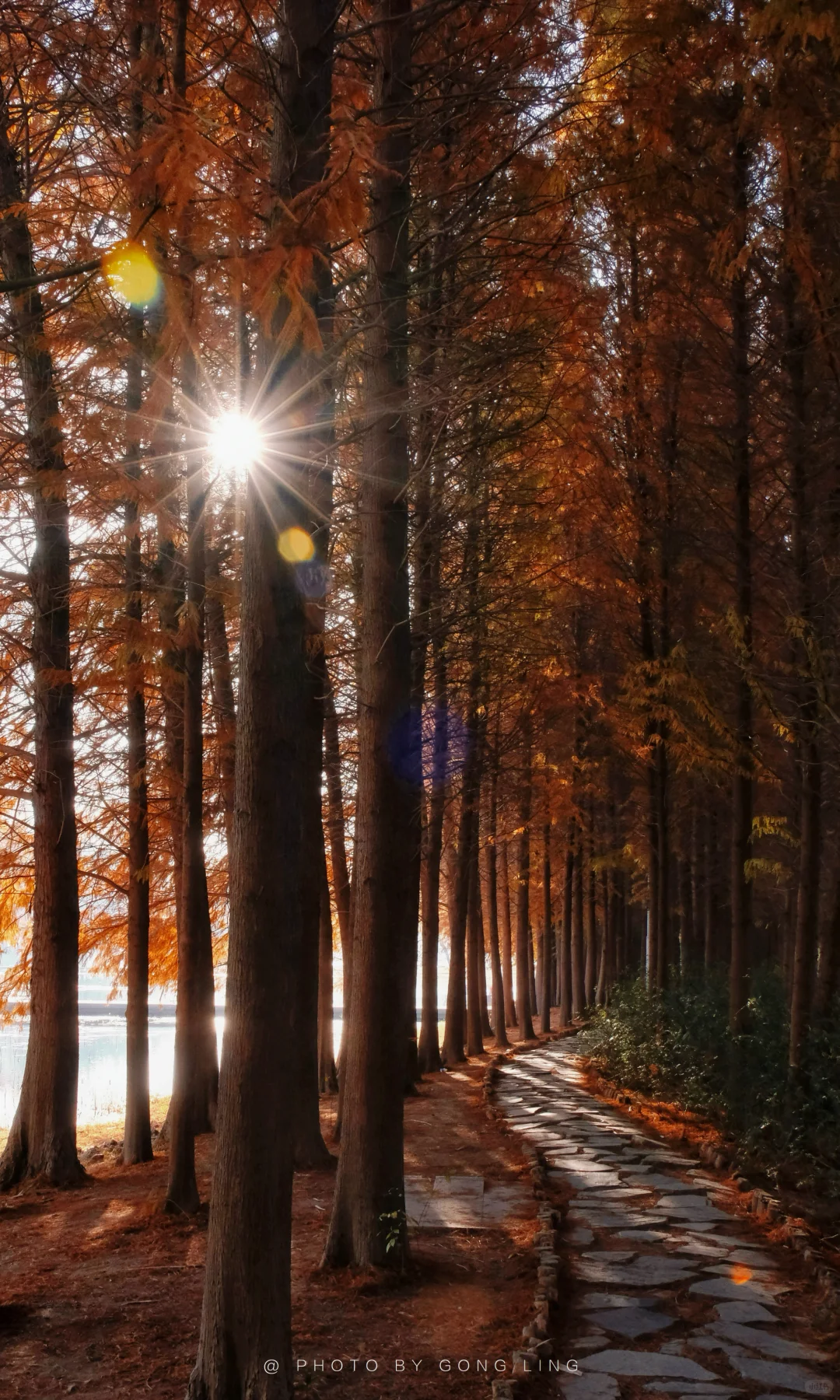 苏州秋色已落幕⁉️那是你还没去这片水杉林‼️