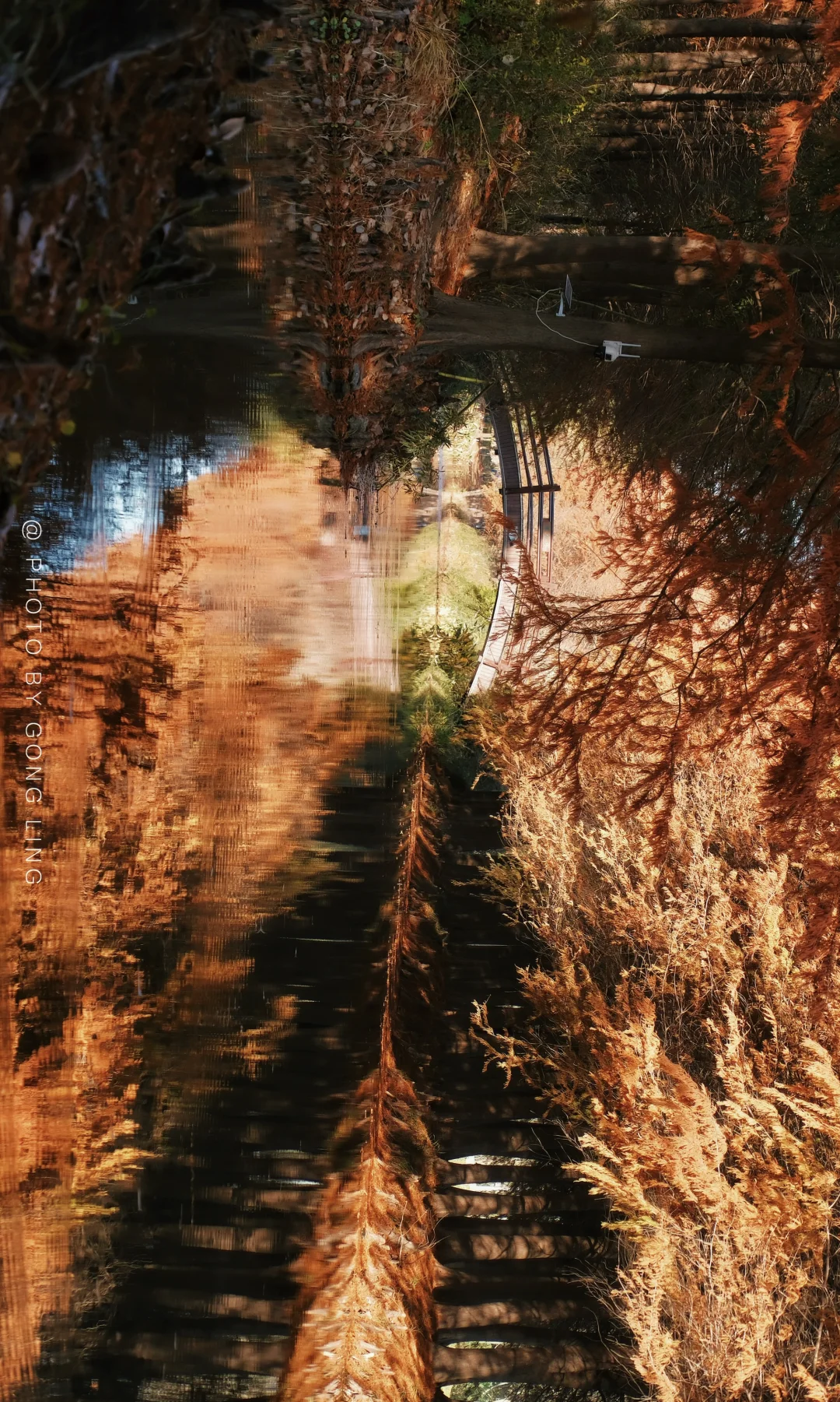 苏州秋色已落幕⁉️那是你还没去这片水杉林‼️