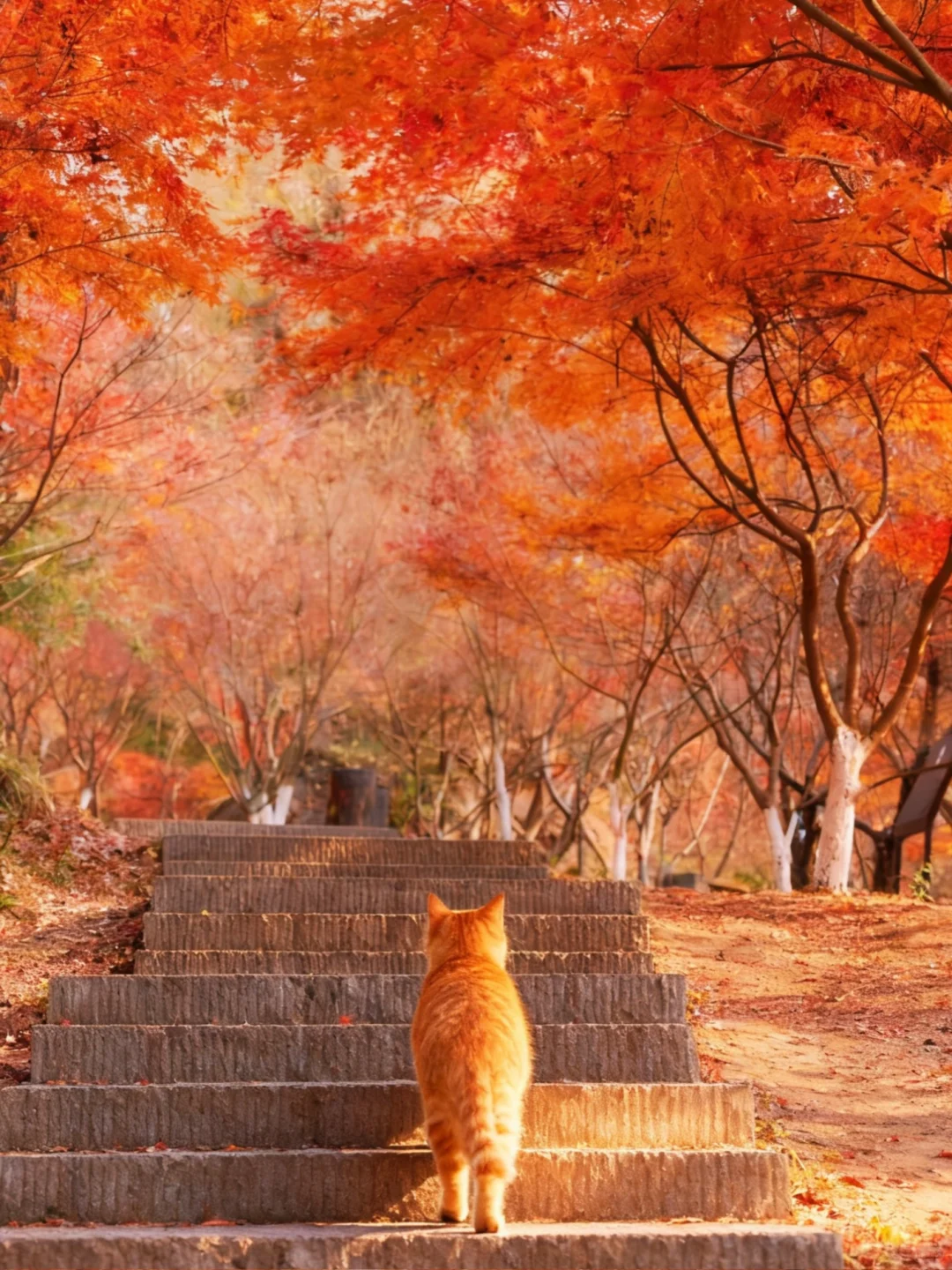 南京赏秋现状，12月想去的姐妹尽早改行程！！！