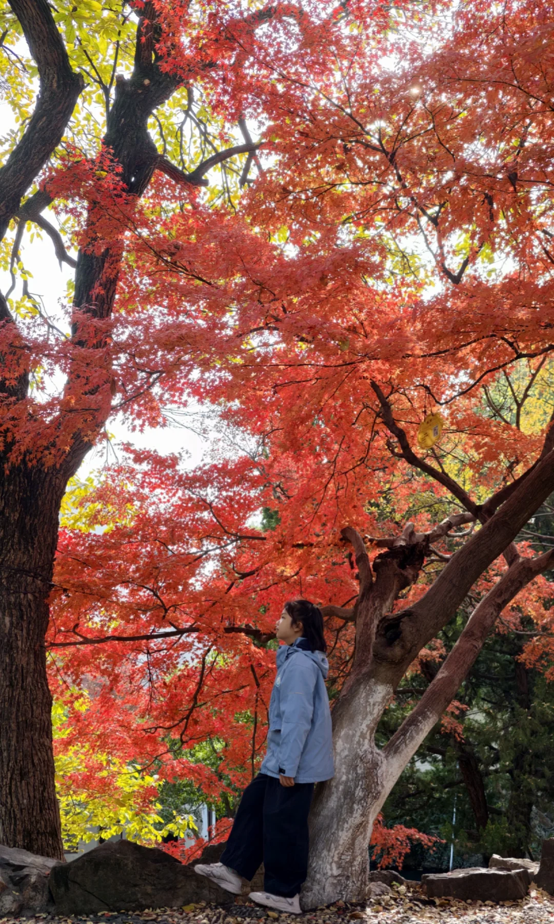 永远惊叹于老祖宗骨子里不灭的极致审美！！