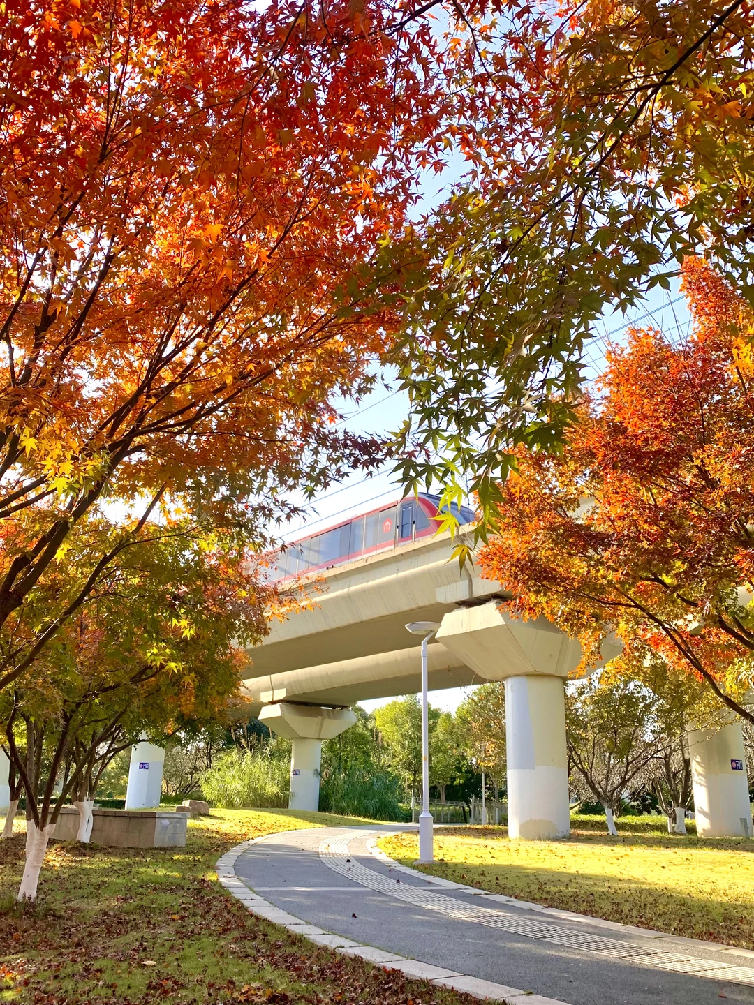 南京赏秋现状，12月想去的姐妹尽早改行程！！！