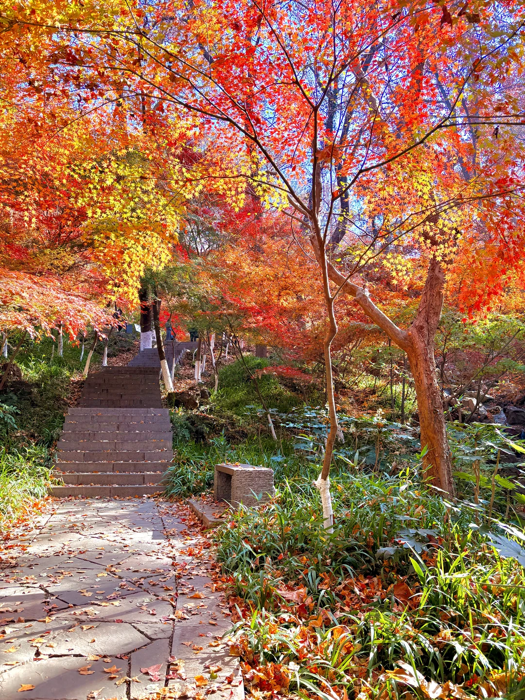 南京赏秋现状，12月想去的姐妹尽早改行程！！！