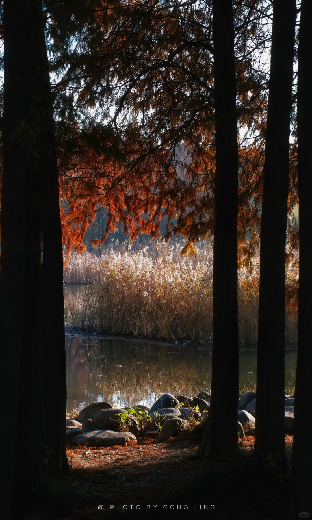 苏州秋色已落幕⁉️那是你还没去这片水杉林‼️