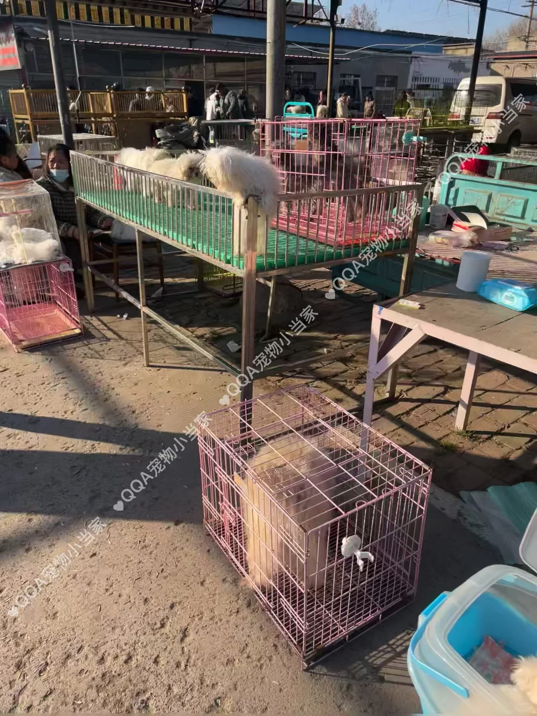 南京六合区宠物市场一条街带大家看看