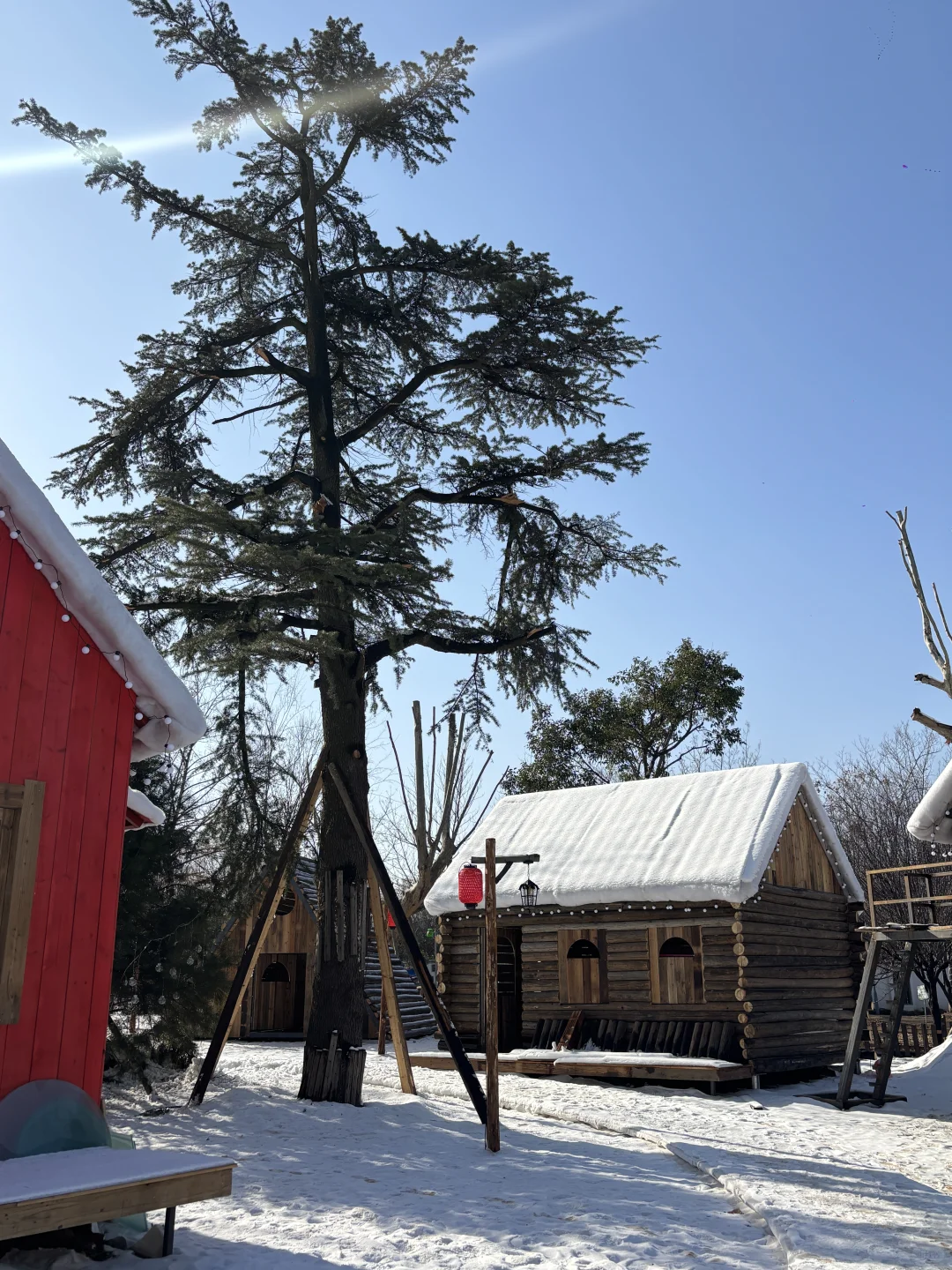 我在徐州雪乡和内蒙狼王合影了