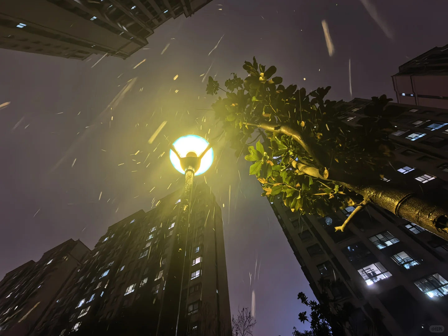 徐州今天的雪🌨️