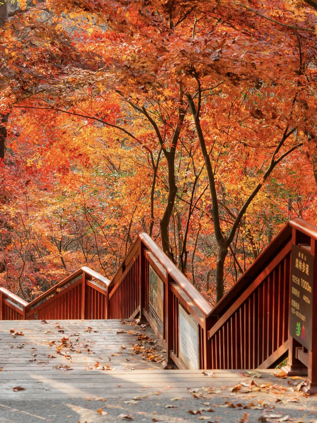 南京赏秋现状，12月想去的姐妹尽早改行程！！！