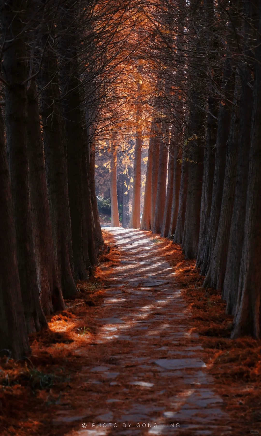 苏州秋色已落幕⁉️那是你还没去这片水杉林‼️