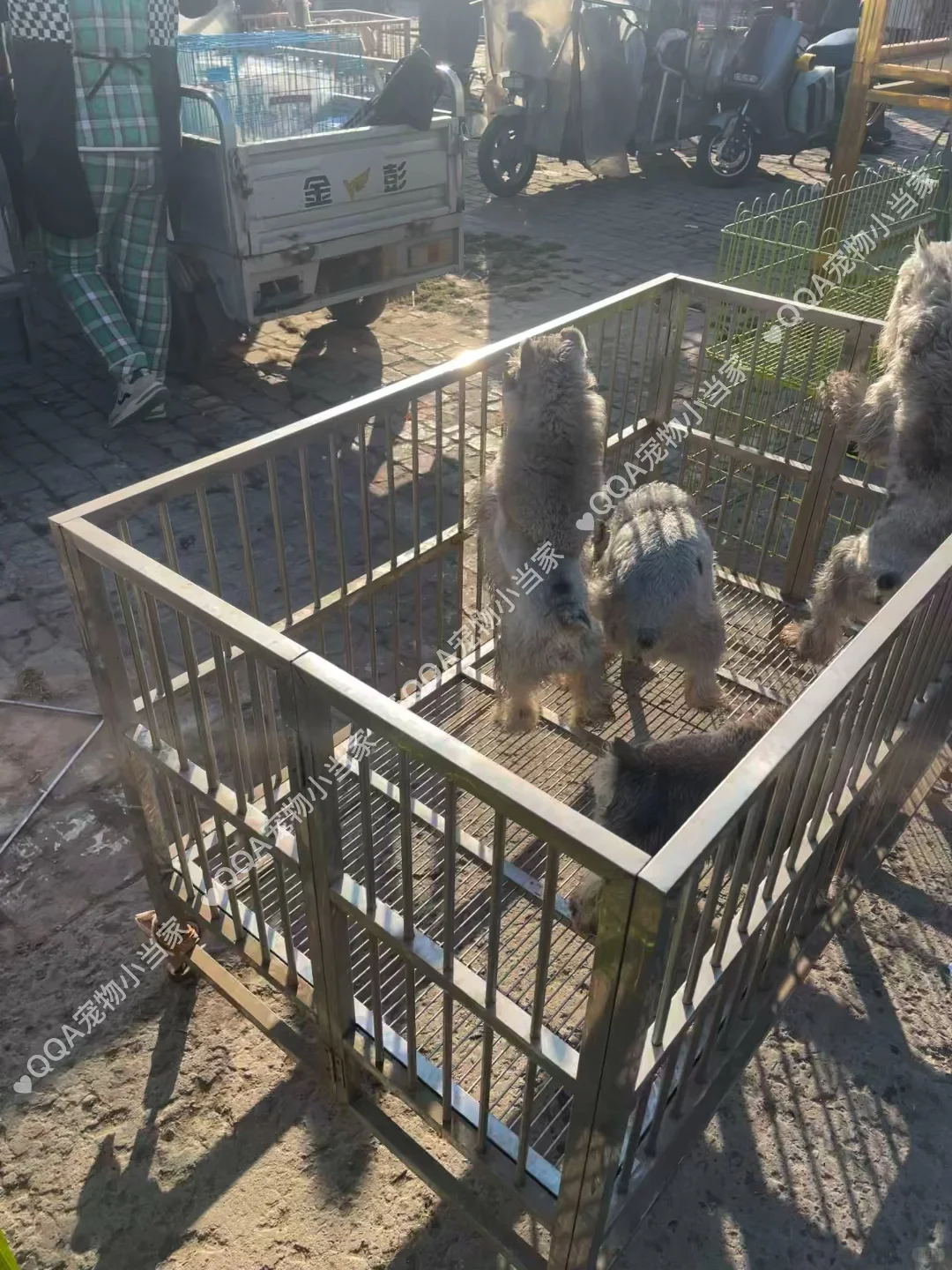 南京六合区宠物市场一条街带大家看看