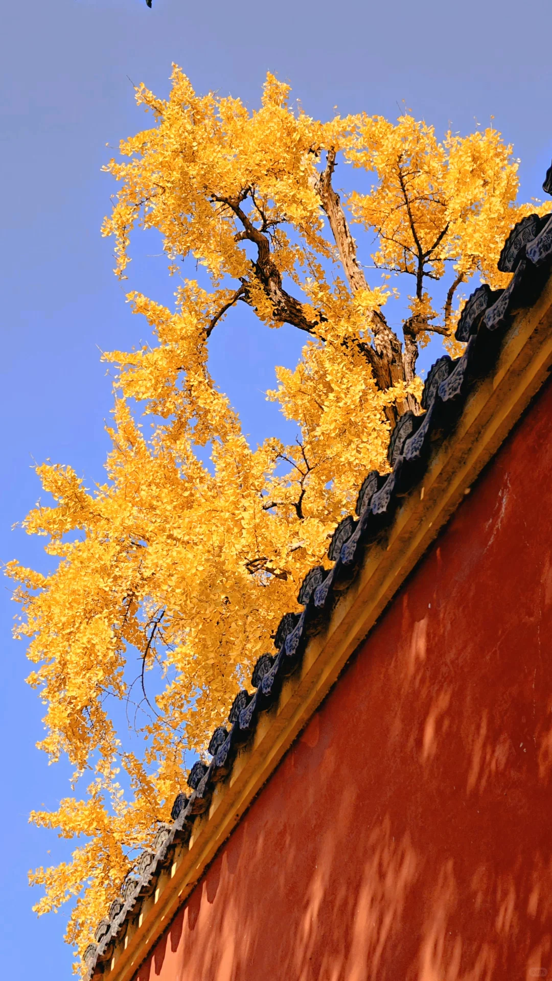 永远惊叹于老祖宗骨子里不灭的极致审美！！