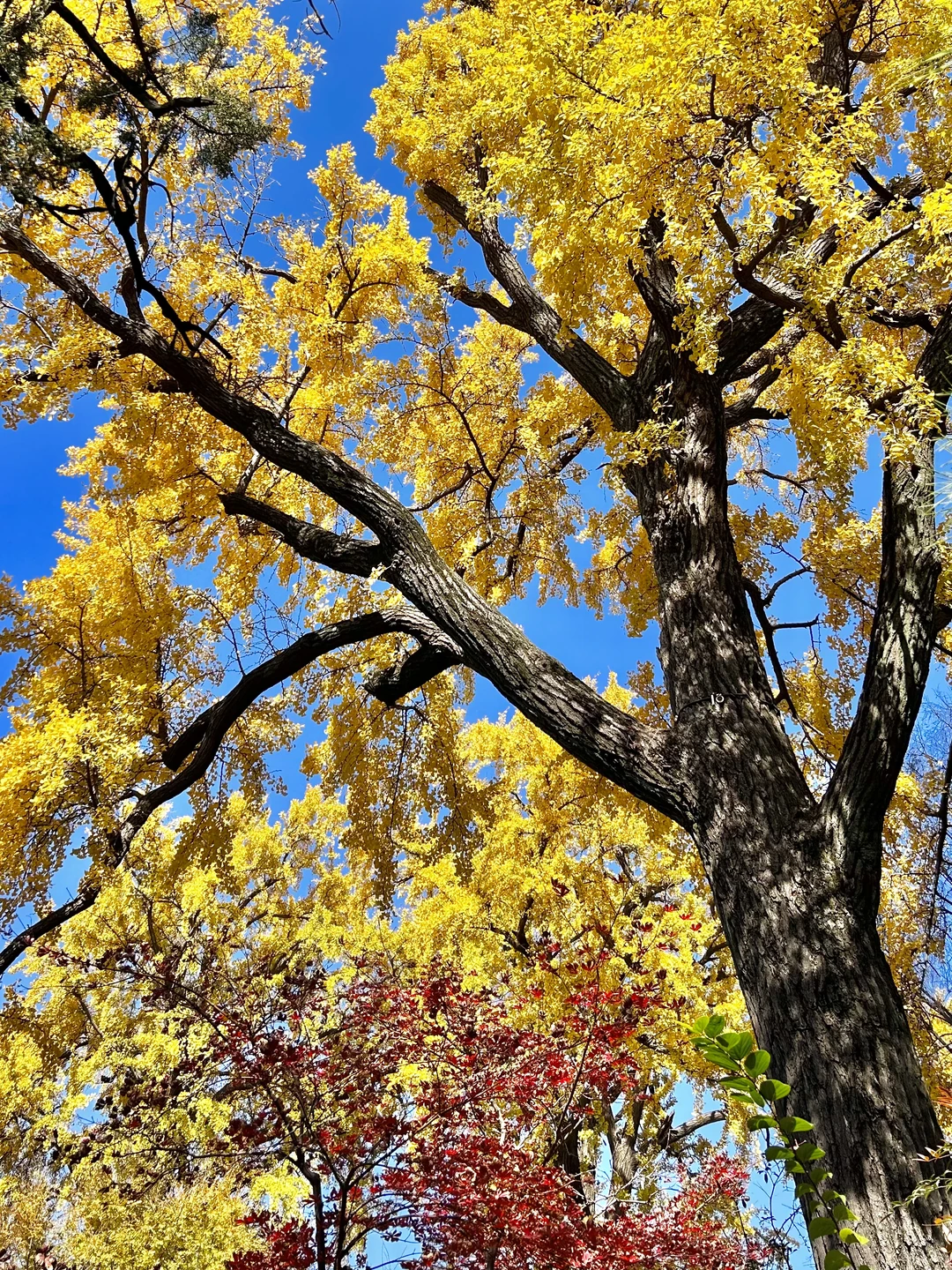 秋日园林看苏州-留园实拍