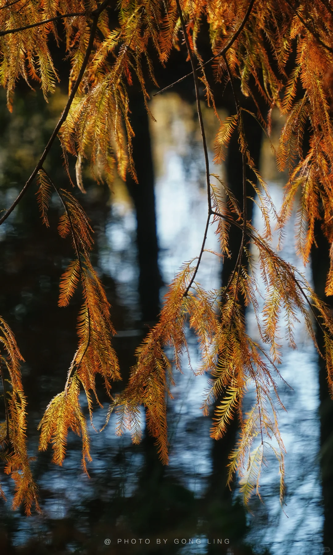 苏州秋色已落幕⁉️那是你还没去这片水杉林‼️