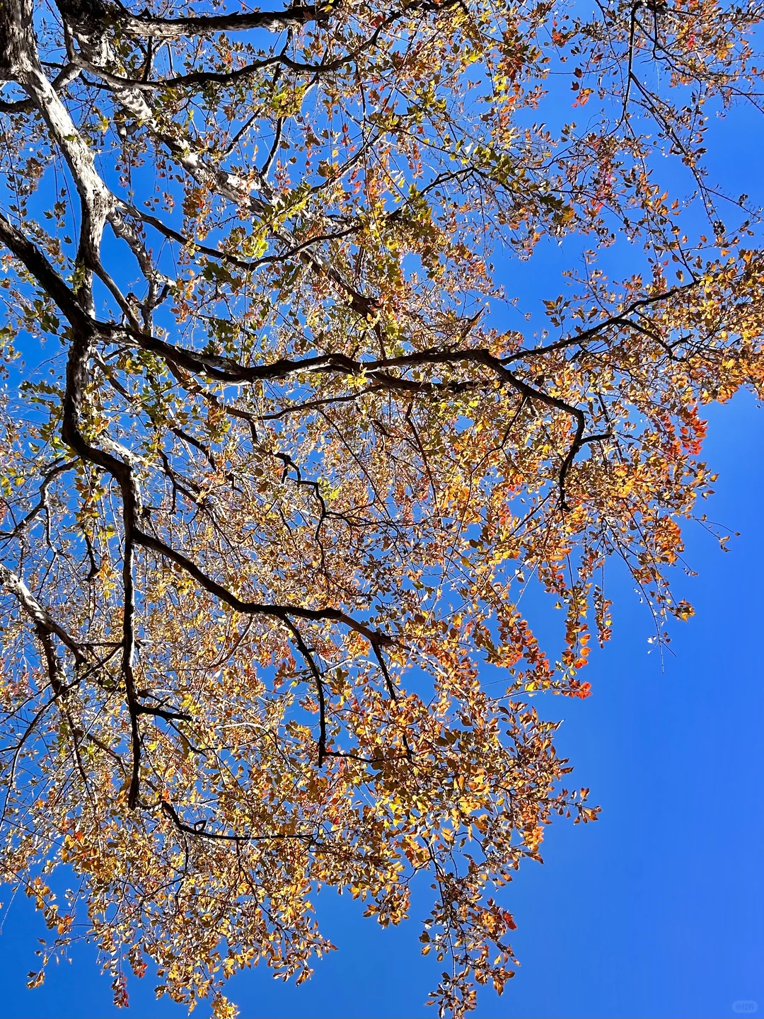 秋日园林看苏州-留园实拍