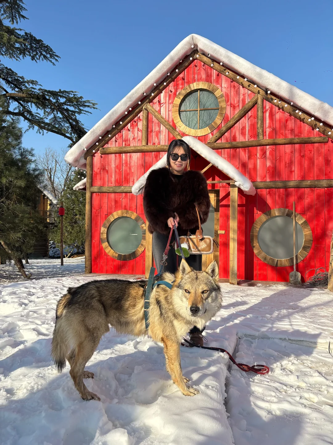 我在徐州雪乡和内蒙狼王合影了