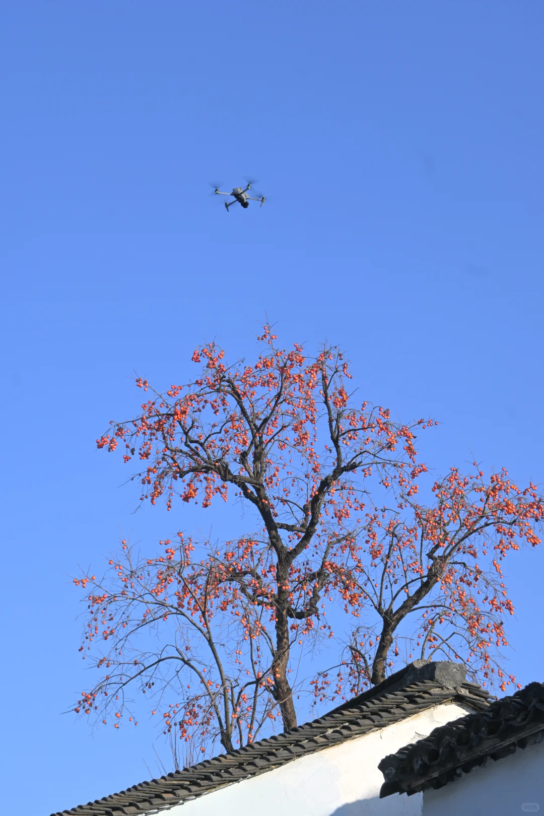 你这周来苏州拍什么(12.15-12.21日)