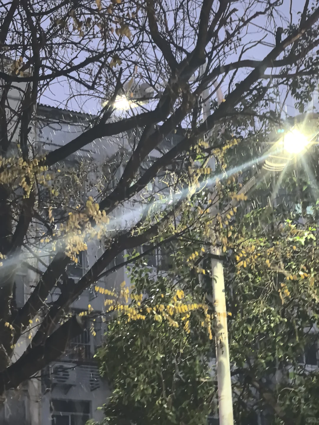 ❄️徐州的雪终于来了！❄️