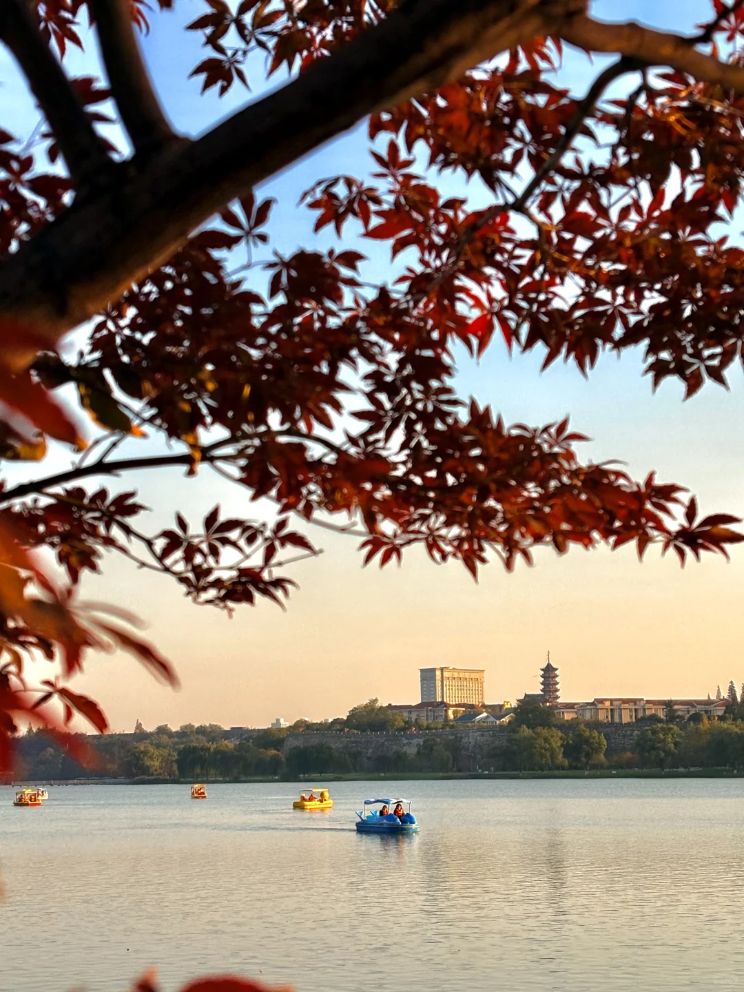 南京赏秋现状，12月想去的姐妹尽早改行程！！！