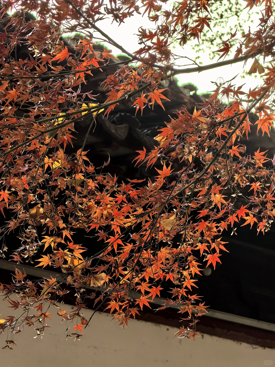 蘇州 下次还来！！