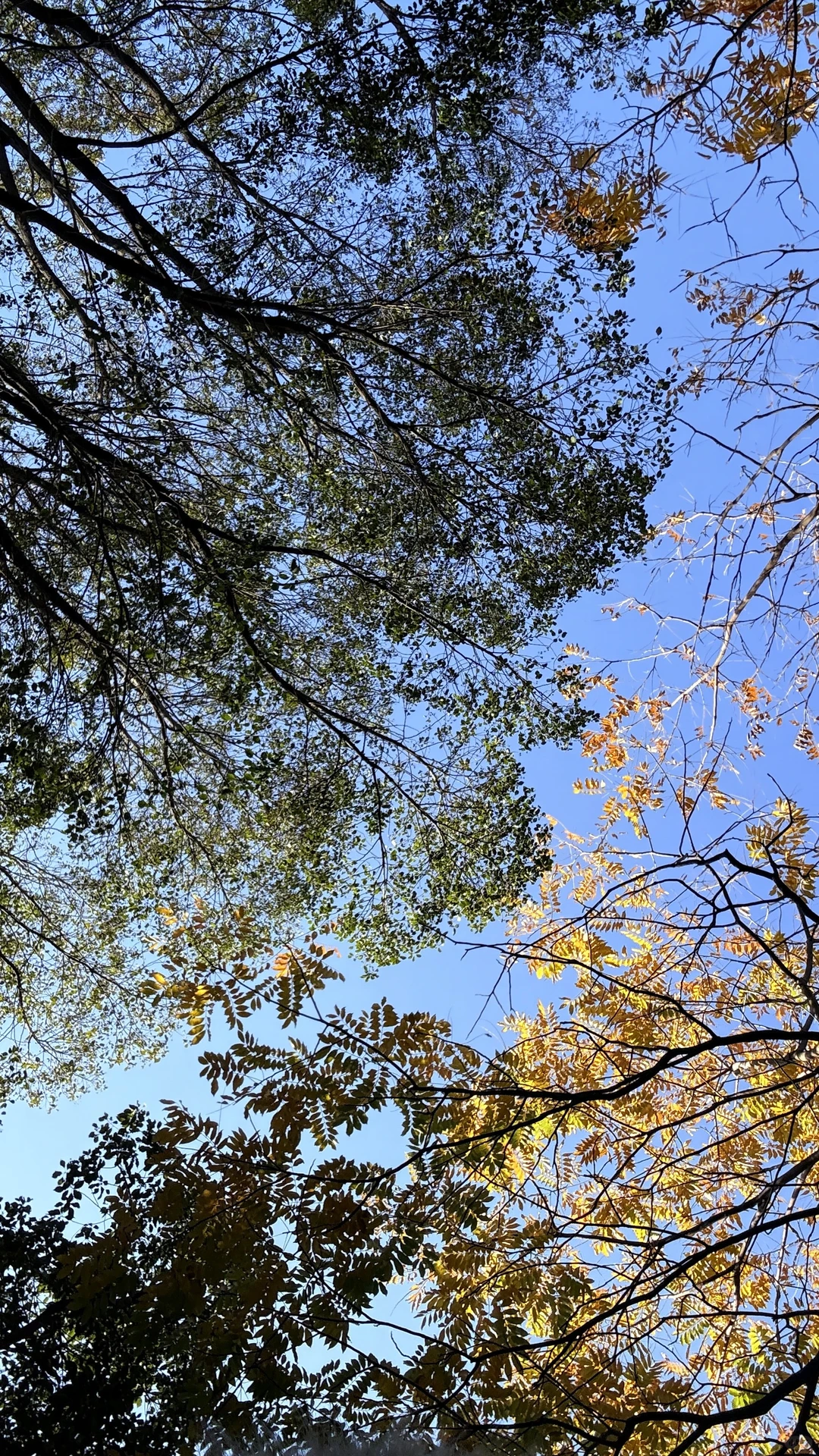 苏州冷了才想回海南了